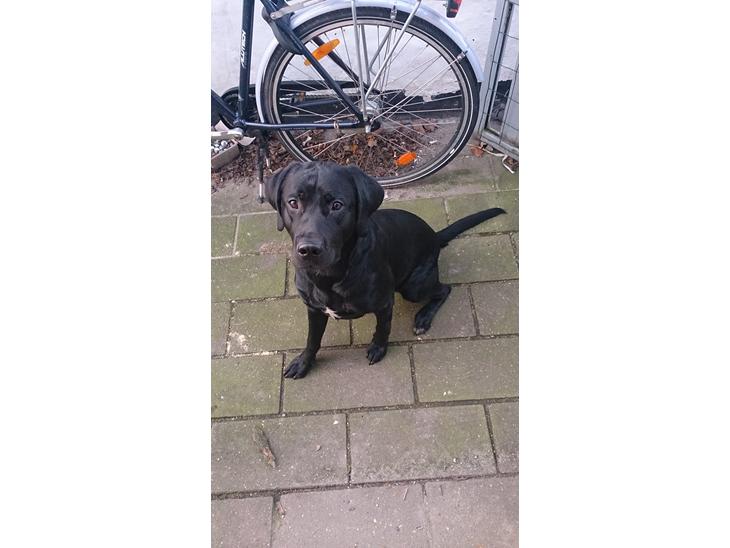 {{currentPhoto.altText}} billede {{currentPhoto.number}}