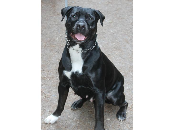 Blanding af racer Trixi (tidl hund) billede 1