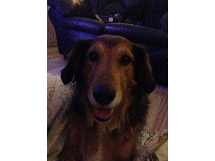 Blanding af racer Rollo billede 1