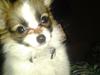 Papillon Roesdalhs Tanni (zika)