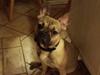 Fransk bulldog Remy [Tidl. hund]