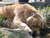 Golden retriever Max