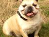 Engelsk bulldog Bertha RIP