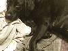 Labrador retriever Nala