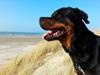 Rottweiler Achilles (Basse)
