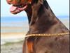 Dobermann DKKV13 AJW13 LUCH Proud Danish Flying Indian Girl