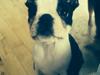 Boston terrier Tonfoss Tamara (Unique)