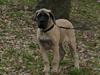 Mastiff Iceman's Bosco