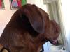 Dogue de bordeaux Monty