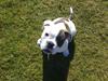 Olde english bulldogge Bulder