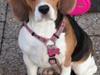 Beagle daisy