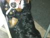 Berner sennenhund Conrad