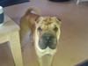 Shar pei penny