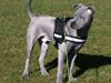 Thai ridgeback dog Aros shadow