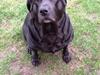 Labrador retriever Nova R.I.P