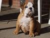 Engelsk bulldog Buddha