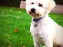 Bichon à poil frisé Cooper