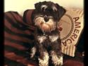 Dvaergschnauzer Frisenborg's Ebba (a.k.a. Bibbi)