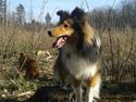 Shetland sheepdog Malik