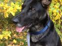 Schæferhund Satoris Xania " Tøsen "