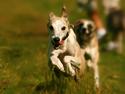Whippet Hugo