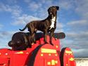 Cane corso - Hannibal