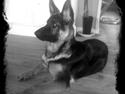 Schæferhund Bella