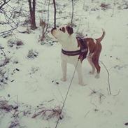 Olde english bulldogge Eddie