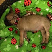 Fransk bulldog Marie
