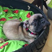 Fransk bulldog Marie