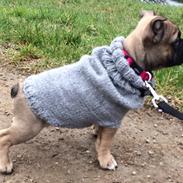 Fransk bulldog Marie