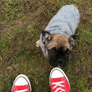 Fransk bulldog Marie