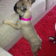 Fransk bulldog Marie