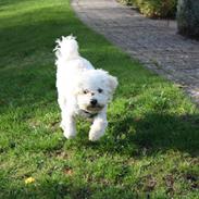 Bichon à poil frisé Cooper