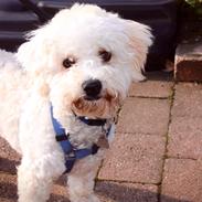 Bichon à poil frisé Cooper