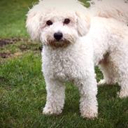 Bichon à poil frisé Cooper