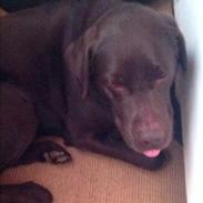 Labrador retriever Alfred