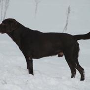 Labrador retriever Alfred