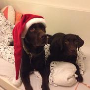 Labrador retriever Alfred