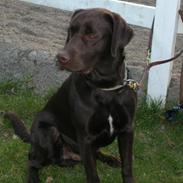 Labrador retriever Alfred