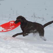 Labrador retriever Alfred