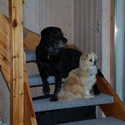 Labrador retriever Sindy