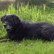 Labrador retriever Sindy