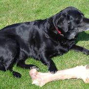 Labrador retriever Sindy