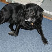 Labrador retriever Sindy