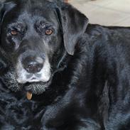 Labrador retriever Sindy
