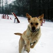 Labrador retriever Sigurd