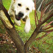 Labrador retriever Sigurd