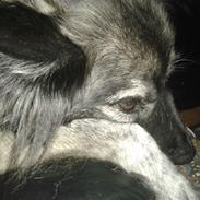 Blanding af racer Keesha /Sølvrøv 2004-2017 RIP