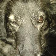 Blanding af racer Keesha /Sølvrøv 2004-2017 RIP